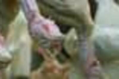 Frozen chicken brings Australian cafe thief undone