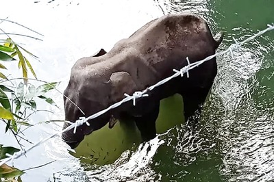 Kerala Elephant Had Major Oral Wounds, Didn't Eat for 2 Weeks Before Drowning: Post-mortem Report
