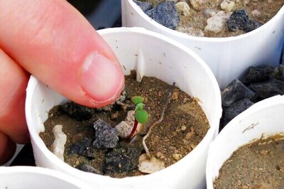 Judge Sets Deadline For Rare Nevada Plant-listing Decision