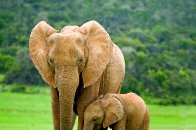 World Elephant Day 2023: How do Elephants Show Intelligence, Memory and Social Behaviour?