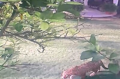 Leopard-like Animal Spotted in Chandigarh's Sector 5, Police Ask Residents to Stay Indoors