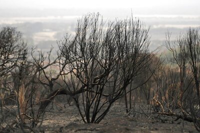 Australian Bushfires Threaten to Drive Tiny Animal Communities Extinct
