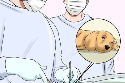 How to Make a Dog Stop Biting