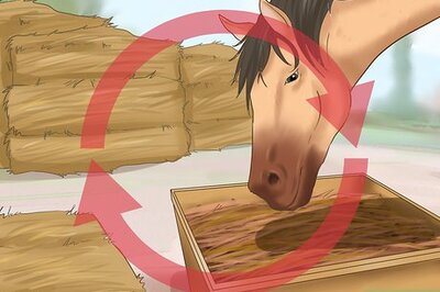 How to Feed Your Horse During Show Season