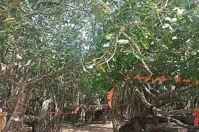 Celebrating A Century-old Banyan Tree In Karnataka: A Hub For Festivals And Devotion