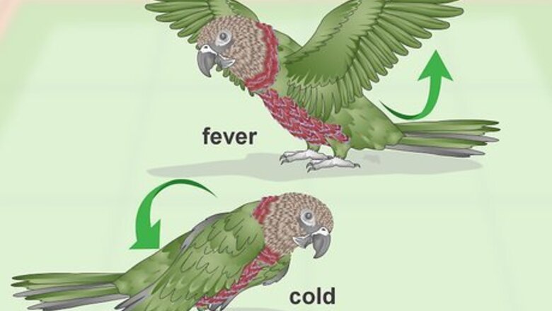How to Treat Infections in Hawk Headed Parrots