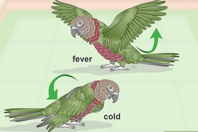 How to Treat Infections in Hawk Headed Parrots