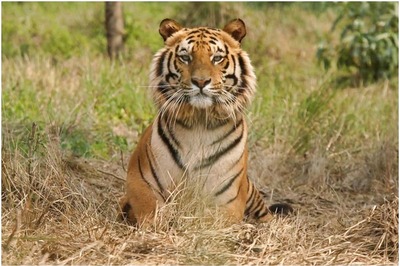 Delhi Zoo Gets Royal Bengal Tigress for Conservation Breeding, Loses Tiger 'Bittu' a Day Later