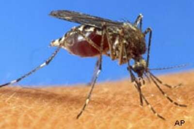 Malaria-resistant mosquito developed
