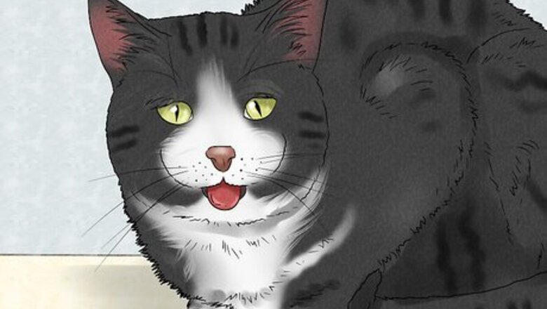 How to Spot and Treat Feline Asthma