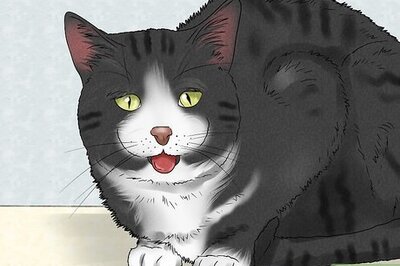 How to Spot and Treat Feline Asthma