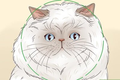 How to Identify a Himalayan Cat
