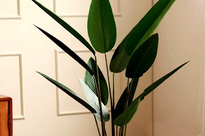 Elevate Your Home's Ambiance with These 6 Enchanting Decor Plants