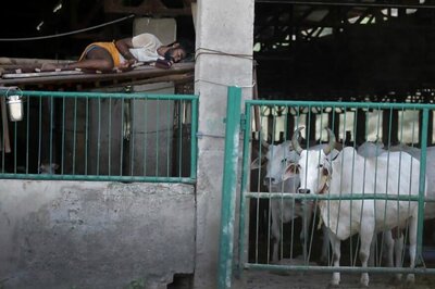 Coming Soon, A Cow Sanctuary in Rajasthan’s Bikaner