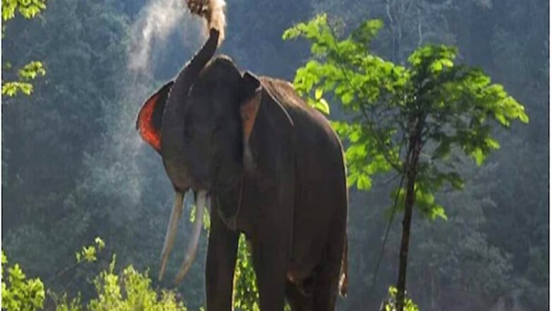 In Last 3 Years, 204 People Died in Elephant Attacks in Chhattisgarh