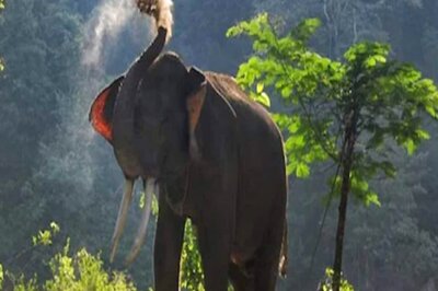 In Last 3 Years, 204 People Died in Elephant Attacks in Chhattisgarh