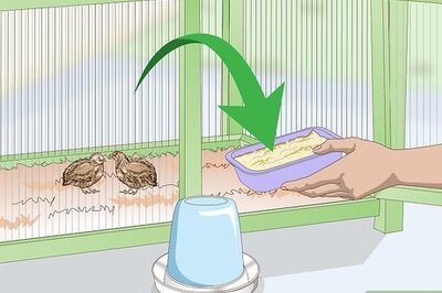 How to Clean and Maintain a Button Quail Cage