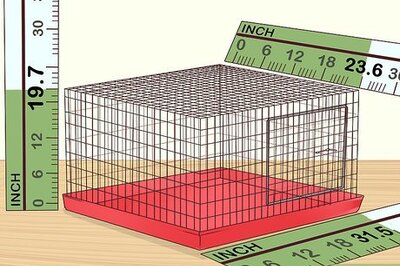 How to Take Care of a Budgie