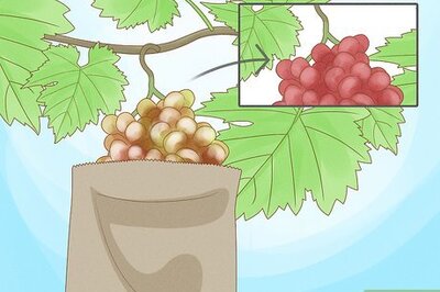 How to Protect Grapes from Birds