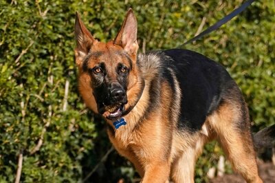 Gurugram: Pet Dog Attacks Woman, Infant At Housing Society, Owner Booked