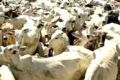 Cow in Assembly: Raj BJP MLA's Attempt to Draw Attention Towards Lumpy Disease