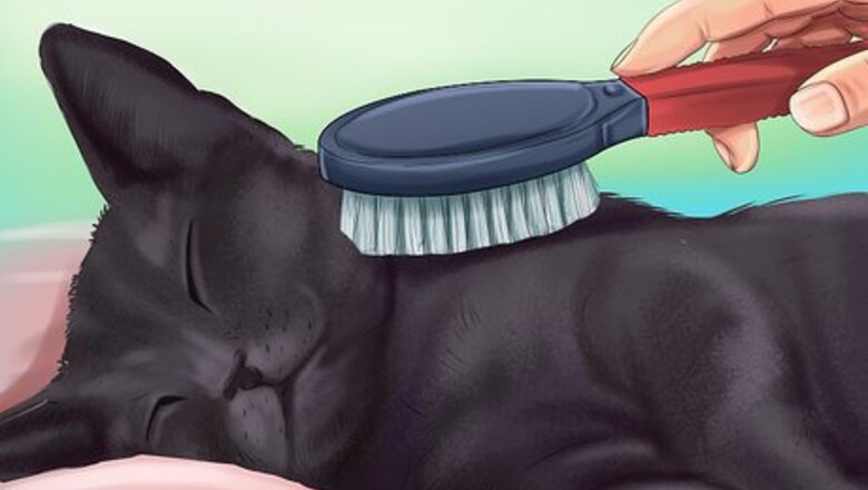 How to Care for a Korat