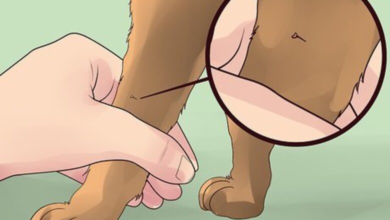 How to Treat a Dog for Bee Stings