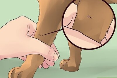 How to Treat a Dog for Bee Stings