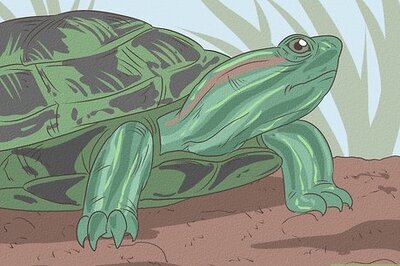 How Long Can Turtles Go Without Food? Your Questions Answered