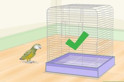 How to Keep a Senegal Parrot Entertained