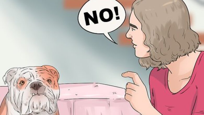 How to Get Used to a New Dog
