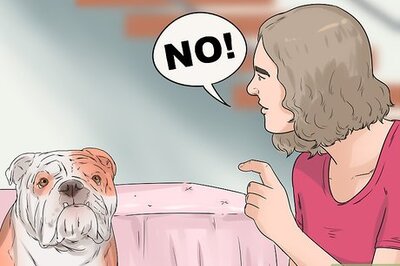 How to Get Used to a New Dog