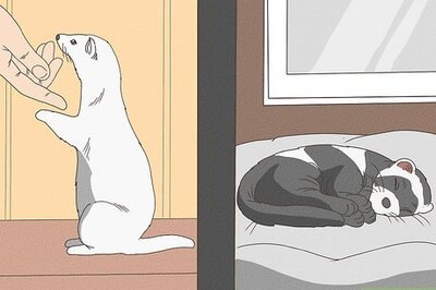 How to Train Your Ferrets to Do Tricks