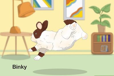 How to Read Bunny Body Language