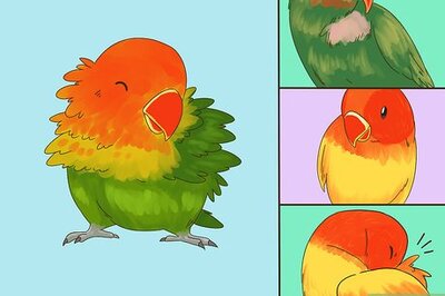 How to Spot Signs of Illness in Lovebirds
