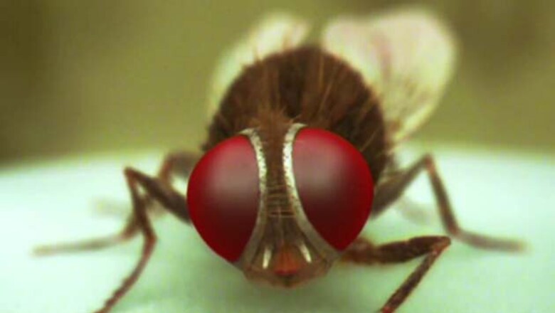 Telugu film 'Eega' is in Oscar race