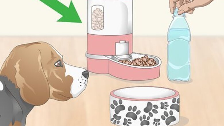How to Pack for Your Dog