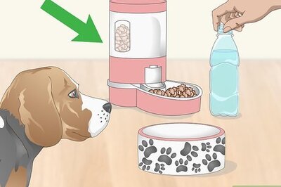 How to Pack for Your Dog