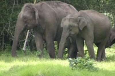 Elephants are same as humans: Court