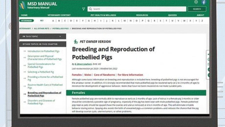 How to Breed Pot Bellied Pigs