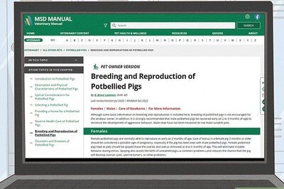 How to Breed Pot Bellied Pigs