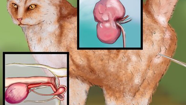 How to Give Selective Serotonin Reuptake Inhibitors to a Cat