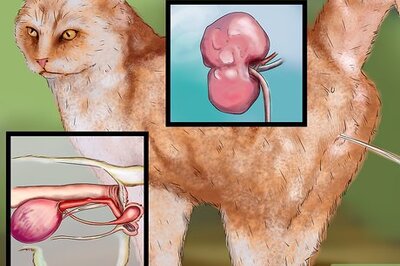 How to Give Selective Serotonin Reuptake Inhibitors to a Cat