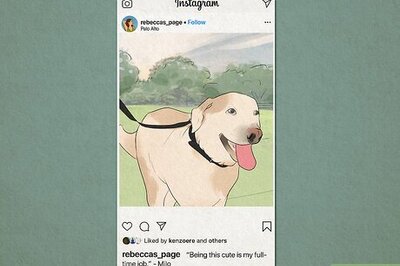 260+ Cute & Funny Dog Captions to Use on Social Media