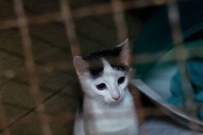 Maharashtra: Cat Causes Power Outage for 60,000 Customers in Parts of Pimpri Chawad, Dies