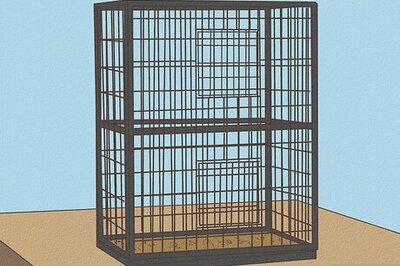 How to Take Care of a Lovebird: Is It the Bird for You?