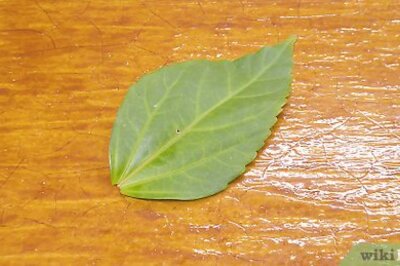 How to Test for Starch