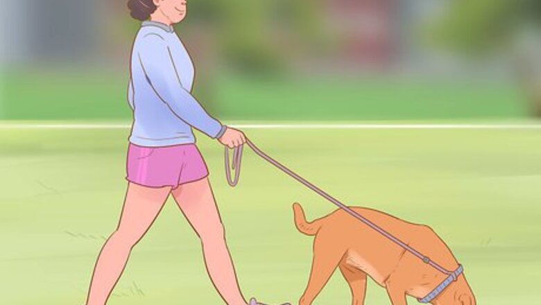 How to Keep Your Dog Entertained