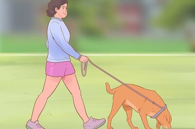 How to Keep Your Dog Entertained