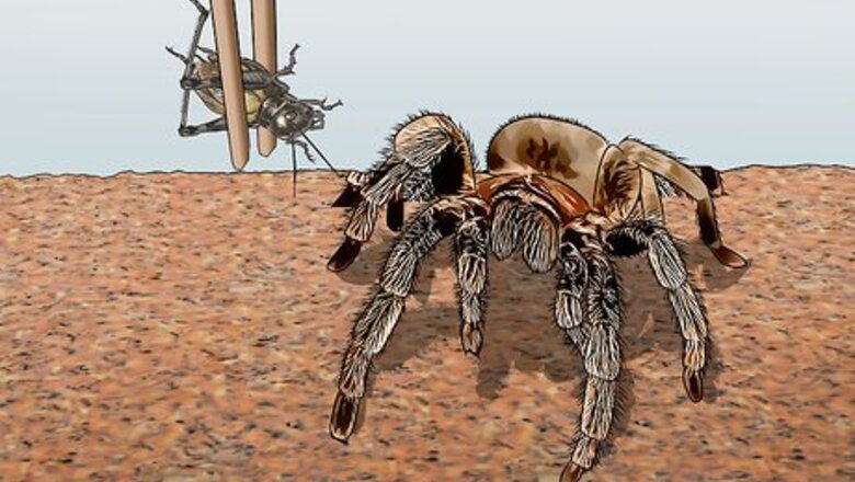 How to Breed Tarantulas